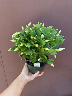 6” christmas cactus