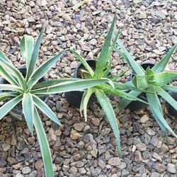 Desert Plants/Succulent Plants/Agave, Aloe Vera Plant