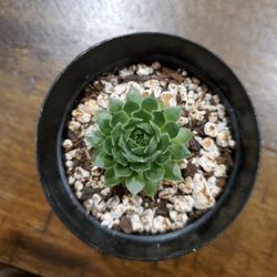 Succulent Propagations - Plants