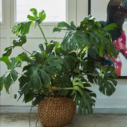 Monstera Deliciosa Plants 1/4plug 