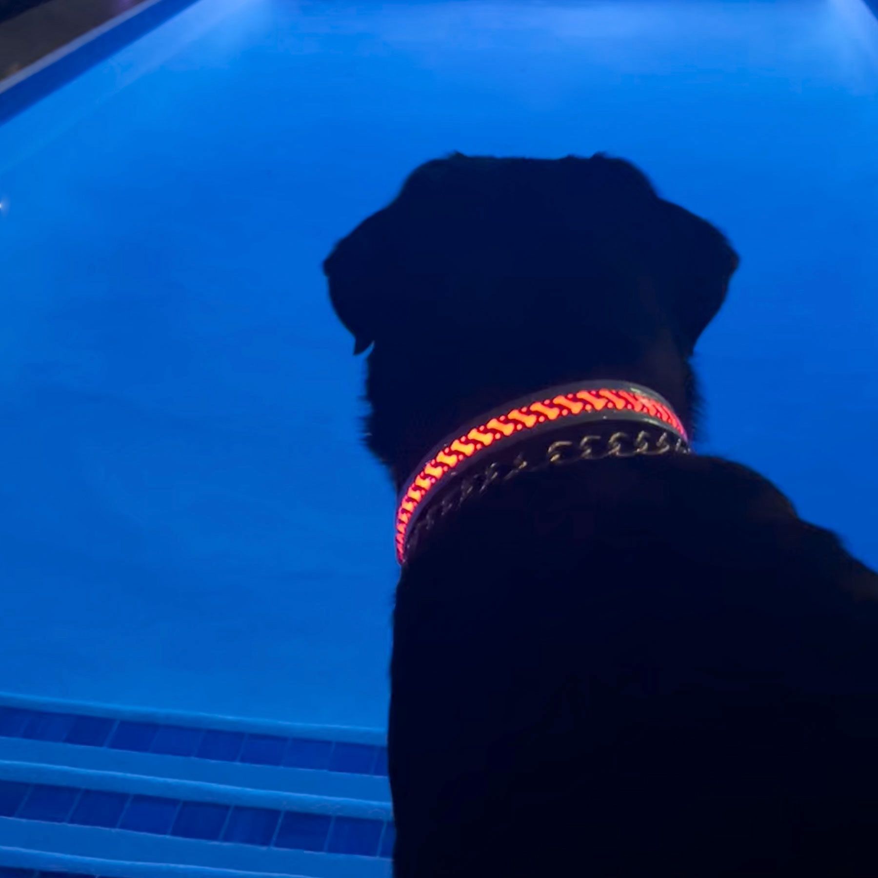 50 Light Up Dog Collar