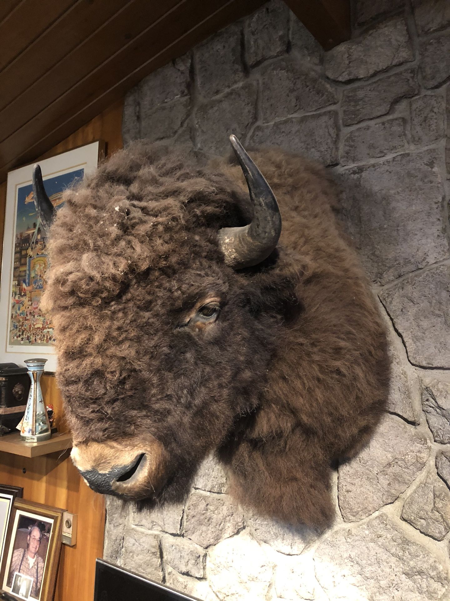 Taxidermy buffalo head for Sale in Portland, OR OfferUp