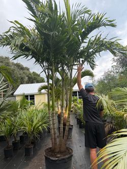 Chrismas palm ( free delivery)