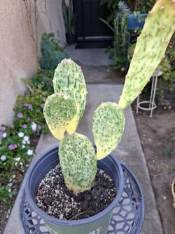 Sunburst Variegated Cactus 🌵 $15