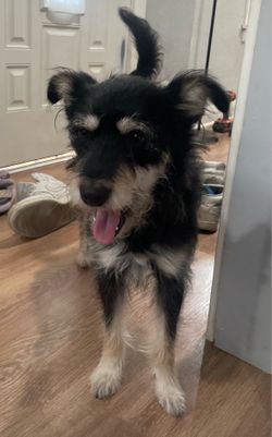 Rehoming for mix dog