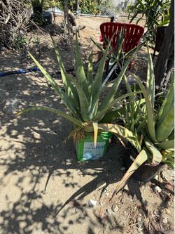 Aloe Vera Plant (Sabila)