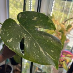 Monstera Thai Con Rare