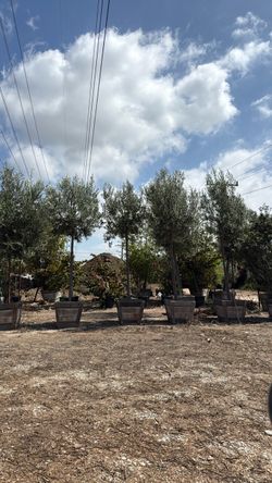 Olives Bonita tree 24 boxes