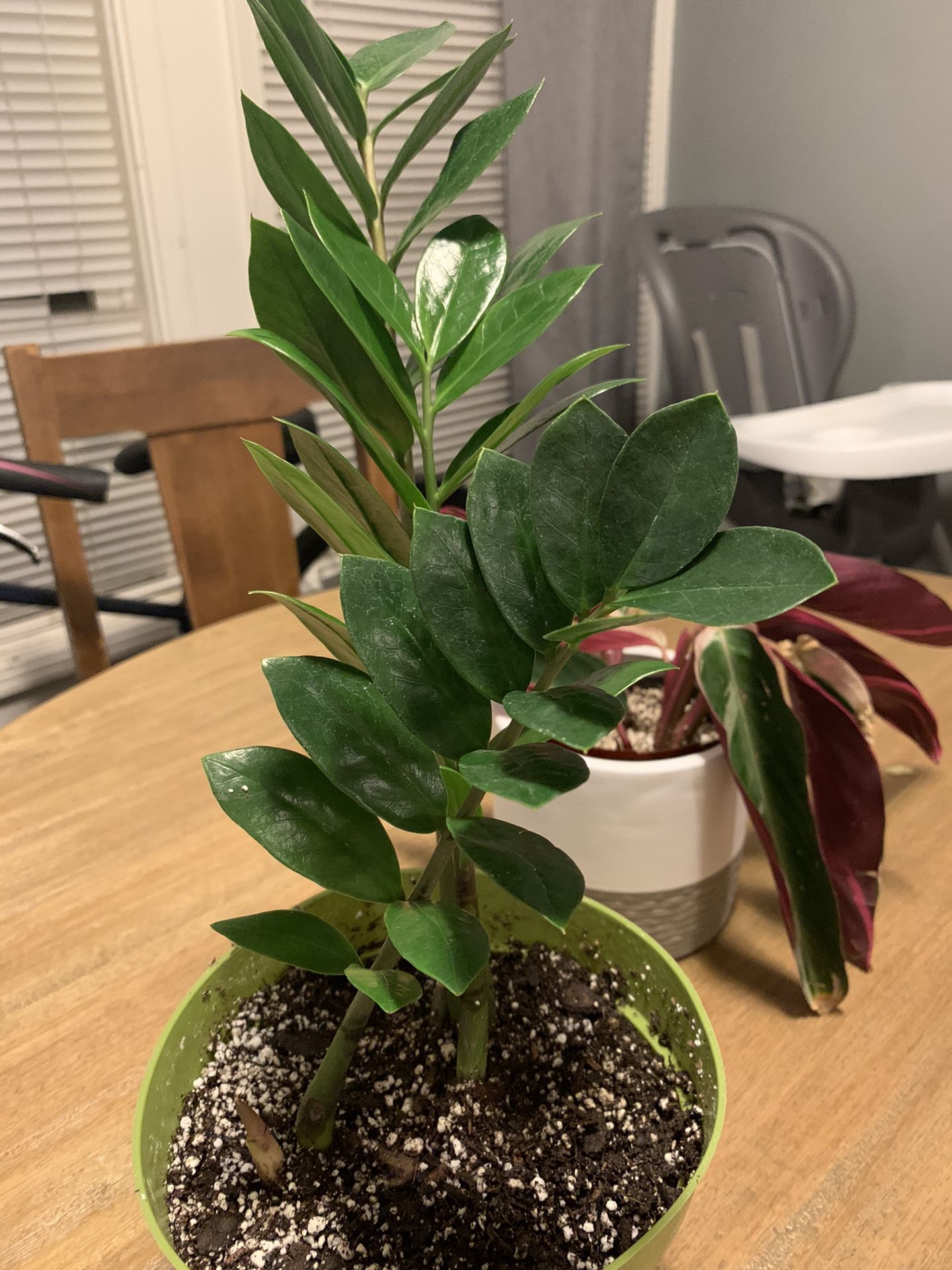 Zz plant make offer added up dated picture fast growing!