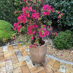 Beautiful Bourginville With Porcelain Pot 