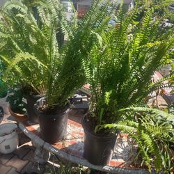 Potted Fern plants 