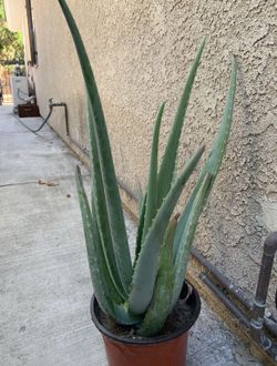 Aloe Vera Plant 🪴