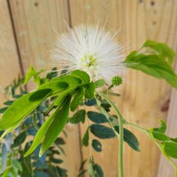 LIVE PLANT 3ft Calliandra haematocephala  alba White Powder Puff BUTTERFLY