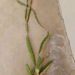 Free Dragon Fruit Plant 