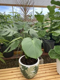 Indoor Modern plants.