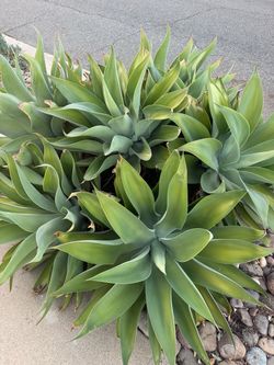 Agave attenuata