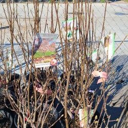 Arboles De Manzanas Pero Nomas Dan Flores 