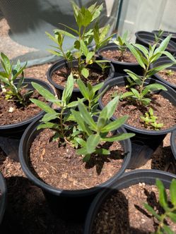 Milkweed