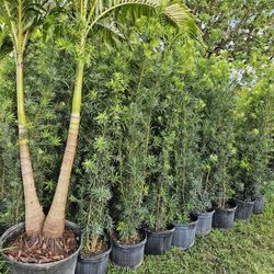 Podocarpus Over 6 Feet Tall Full Green  Fertilized  Ready For Planting Instant Privacy Hedge  Same Day Transportation 
