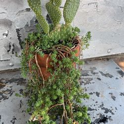 Planta Captus Con Chisme