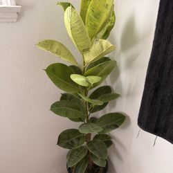 Ficus Elastica shivereana Plant 