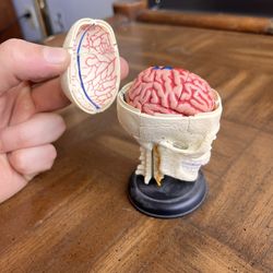🚨Mini Human Skull Model 3 Part Anatomical Replica