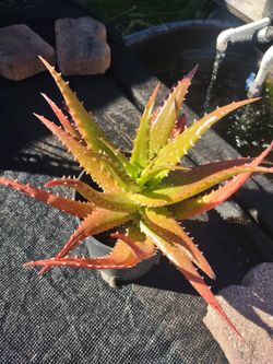 Aloe Cameronii