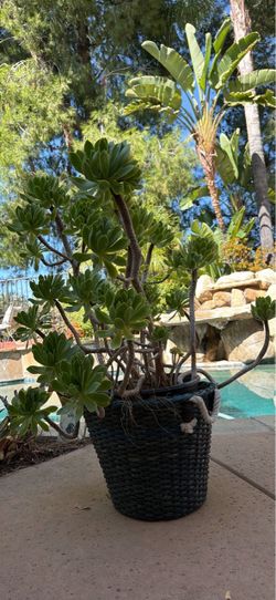 plant
