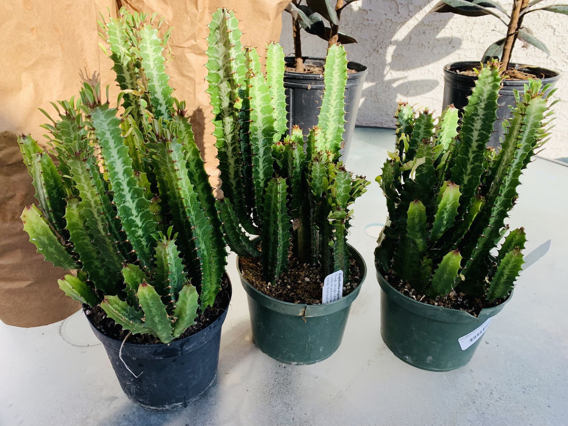 Gorgeous Euphoria Green Lucky PLANT🙏PLS READ DESCRIPTION