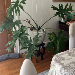 Indoor Plant