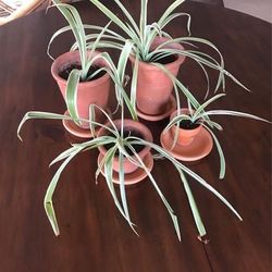 Live Plants In Clay Pots Assorted Sizes Set Of 4