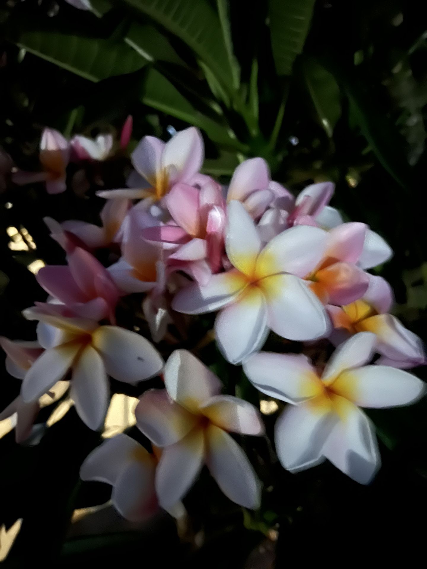 Rainbow Plumeria