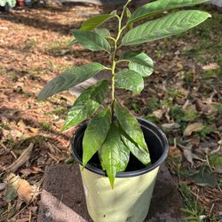 Annona Reticulata  - Red Custard Apple Tree