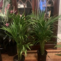 Cat Palm Tree Plants!! ONLY $30 Each!! 