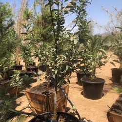 Apple Tree 24”box