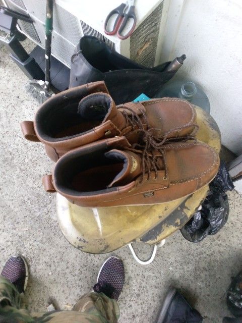 Irish Setter Size 14