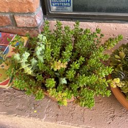 Medium Succulent Planter 