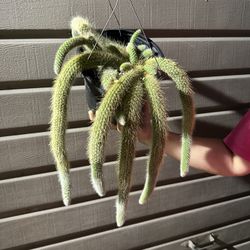 8” Monkey Tail Soon To Bloom