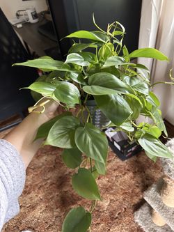 House Plant/ Philo