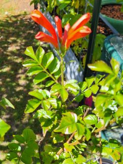 Honeysuckle Plant 5 Gallon 