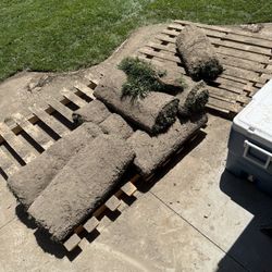 Tall Fescue Sold 64sq Ft