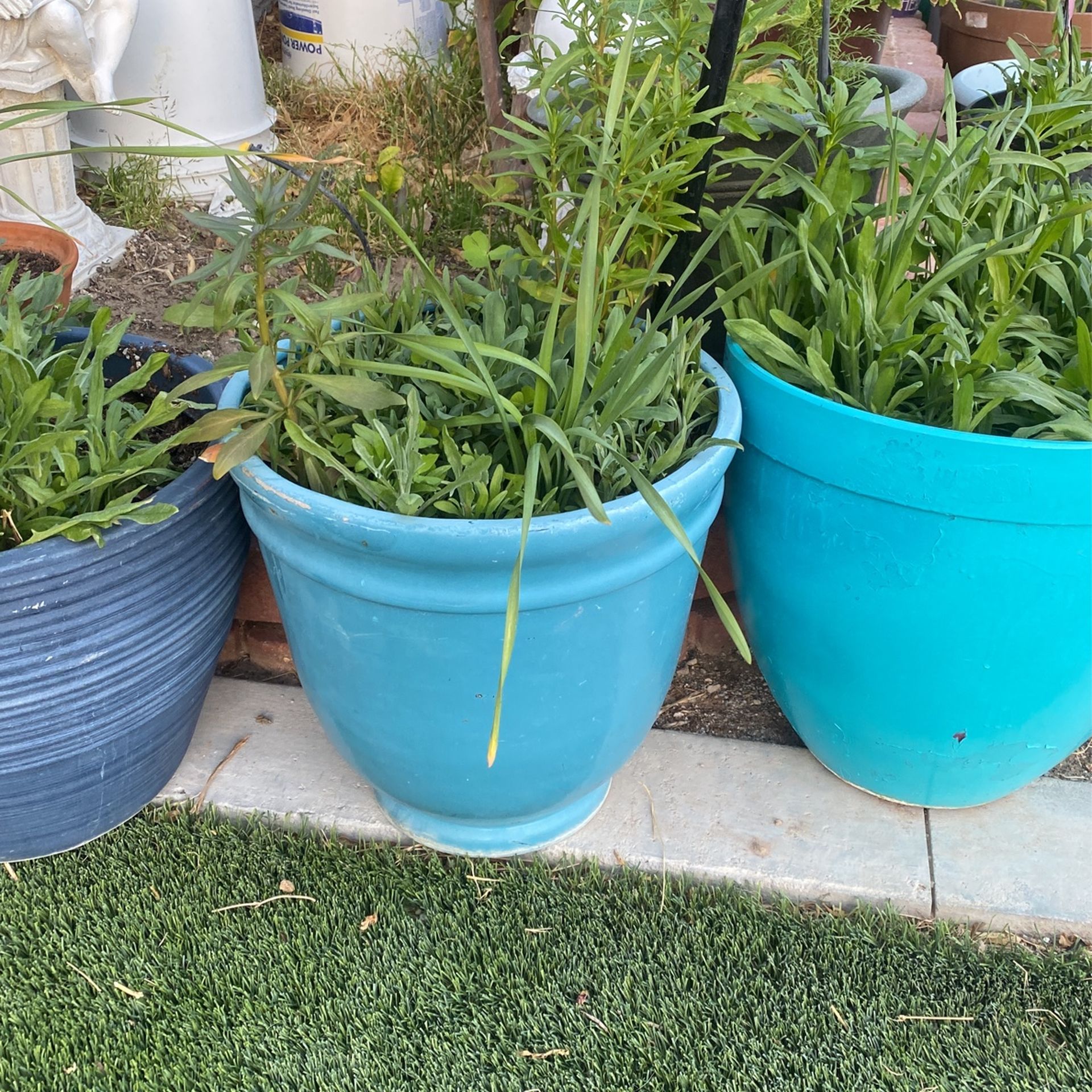 Beautiful Pot And Plants For Outside