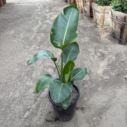 Bird Of Paradise