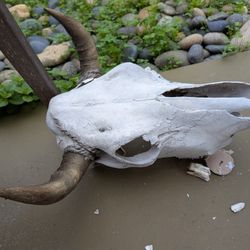 Cow Skull