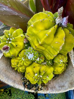Bonsai Easter Lily Cactus 'Echinopsis oxygona'