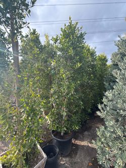Ficus nitida