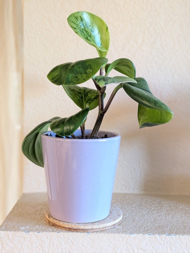 Healthy Beautiful Indoor Plant (Peperomia)