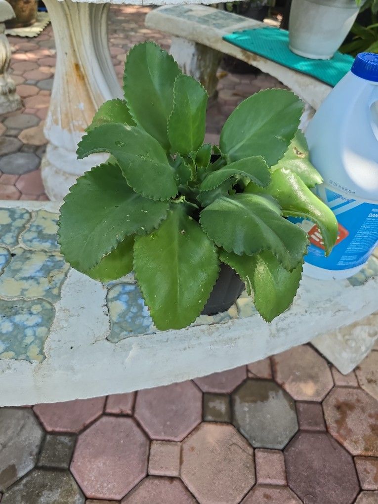 Big Succulent 4" pot $4.00
