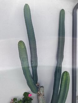 Peruvian Flower Cactus