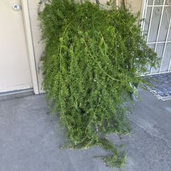 Large asparagus fern plant